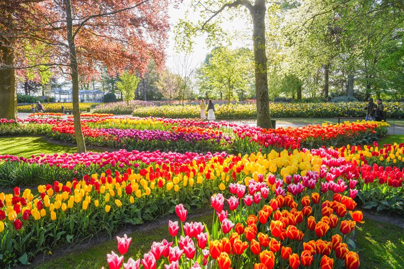 Best Day Trips From Amsterdam 2026 — Complete Guide to 9 Destinations ...