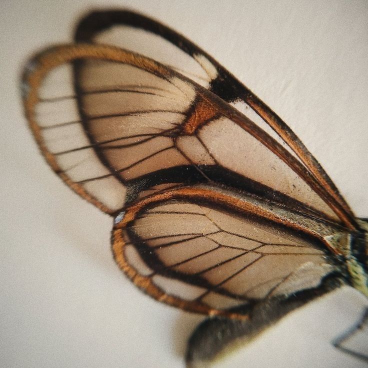 Alas de mariposa — transformación