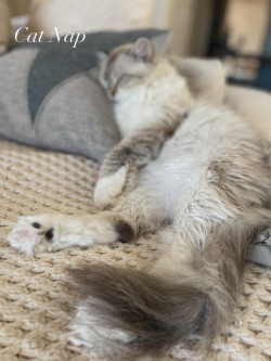 CH Tanzanite Bella Donna β Cat Nap
