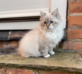 Bella as a young kitten sitting on a doorstep