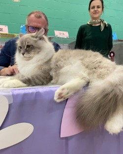 Boris at a show displaying his magnificent full coat