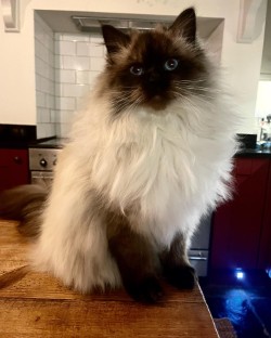 CH Tanzanite Prima Donna sitting in kitchen