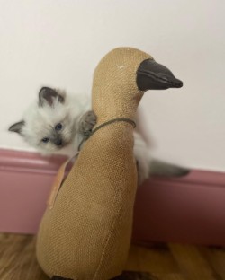 Prim as a tiny kitten peeking behind a toy