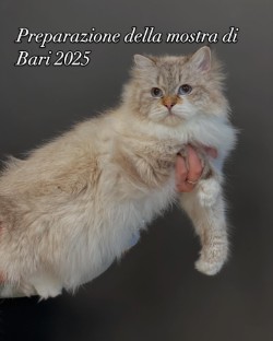CH Tanzanite Bella Donna β Preparazione mostra Bari 2025