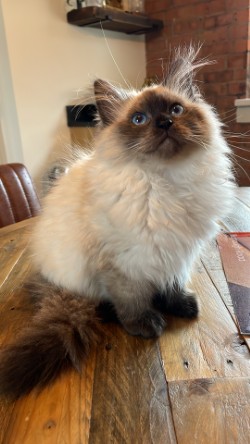 CH Tanzanite Prima Donna looking up with fluffy coat