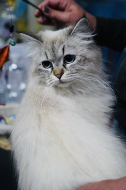 CH Trullo Tanzanite Luna β show portrait
