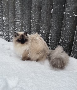 Prim in the snow with full winter coat