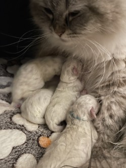 Mamma Luna con i suoi cuccioli appena nati
