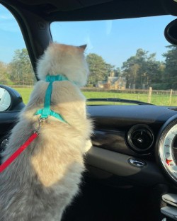 Boris in the car with harness looking out the window