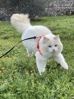 Fuoco walking on a harness in the garden with a magnificent tail