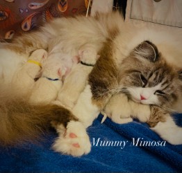 Mamma Mimosa con i suoi cuccioli