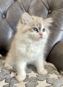 Olaf