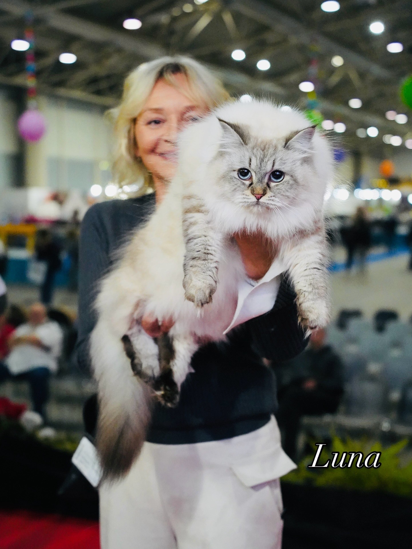 CH Trullo Tanzanite Luna β show cat being held aloft