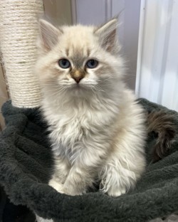 Bella as a young cat on a scratching post