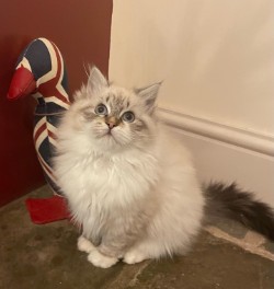 Bella as a growing kitten with a Union Jack ornament