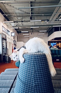 Fuoco at the airport on his way to his new home — his very first photo
