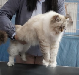 Bella being presented at a cat show