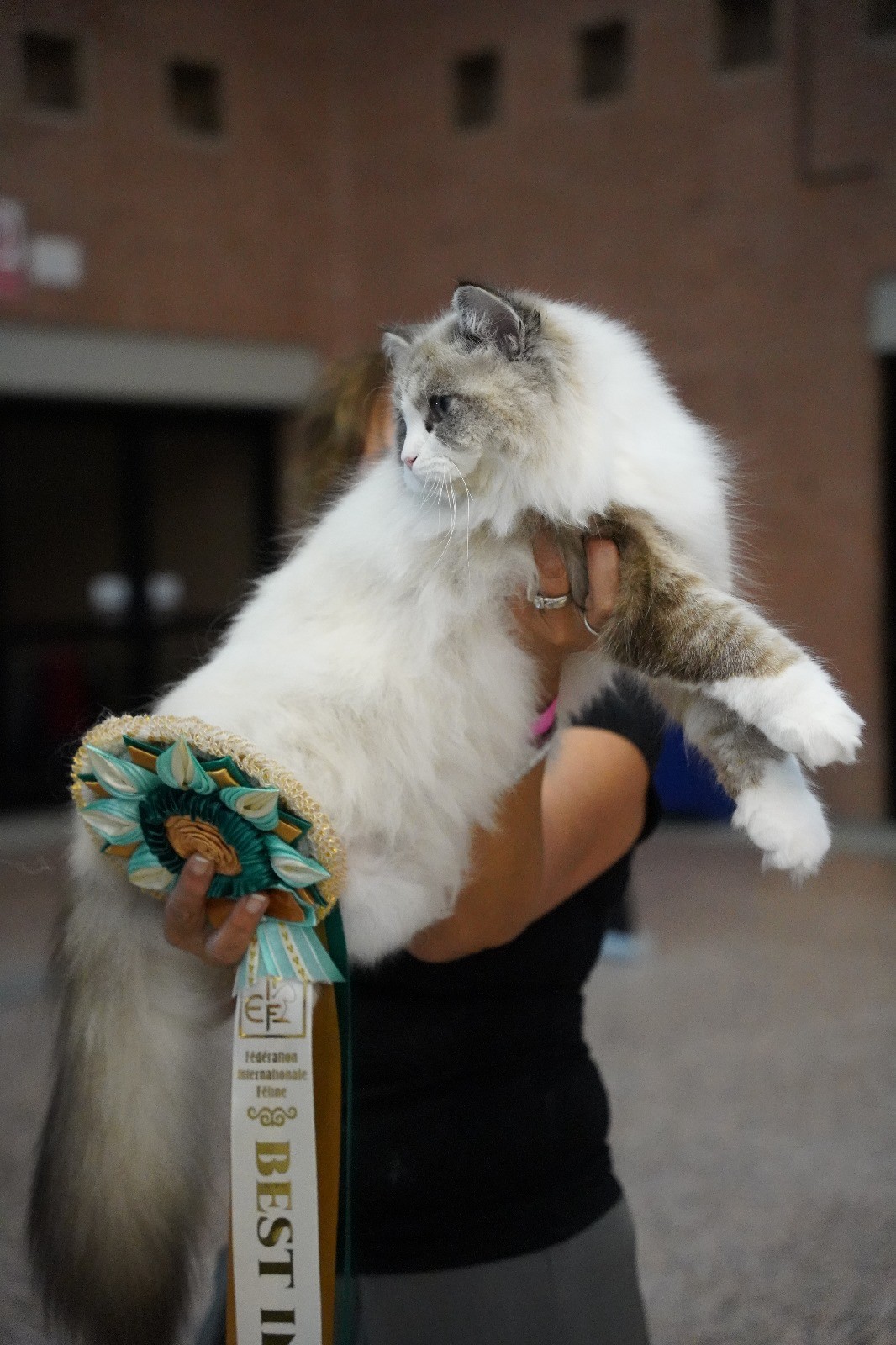 Mimosa Mocktail with FIFe Best in Show rosette
