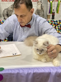 Boris being examined by a judge at a cat show