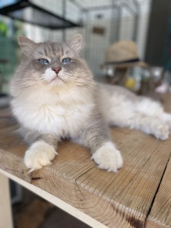 Boris regal pose on a wooden shelf