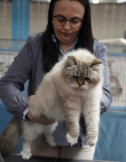 CH Tanzanite Bella Donna β being presented at cat show