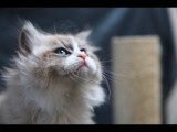 Mimosa as a young kitten looking up by a scratching post