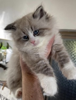 Mimosa as a tiny kitten held in hand