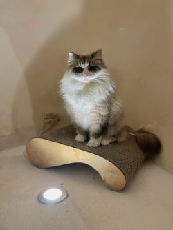 Mimosa sitting on a scratcher at home