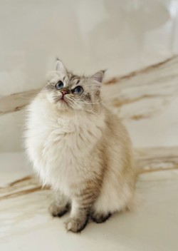 CH Trullo Tanzanite Luna β relaxed portrait