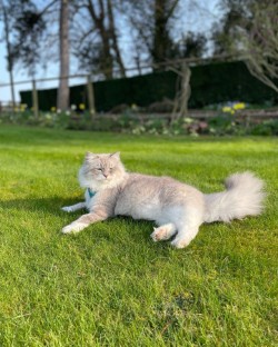 Boris relaxing on the lawn in the garden