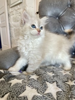 Stella