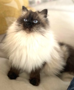 CH Tanzanite Prima Donna portrait