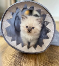 Prim as a young kitten in a play tunnel