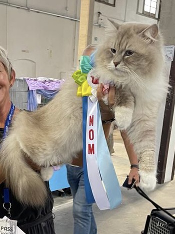 Boris with a NOM rosette at a cat show
