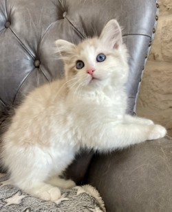 Ollie