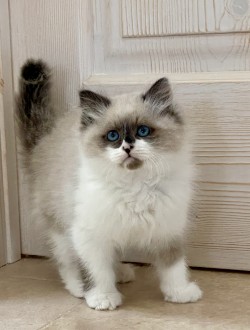 Oreo