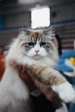Mimosa held at a show, stunning face close-up