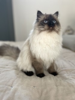 Prim sitting elegantly on the bed