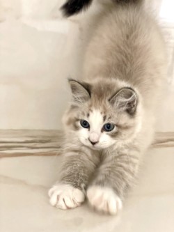 Romeo