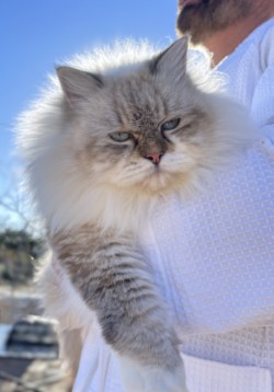 CH Tanzanite Bella Donna β held outdoors in the sunshine