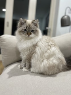 CH Tanzanite Bella Donna β elegant portrait on sofa
