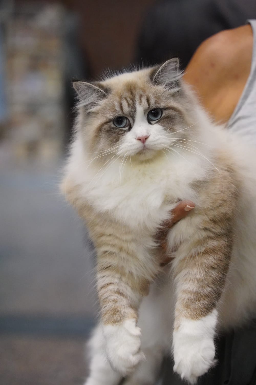 Mimosa held at a show with full coat developing