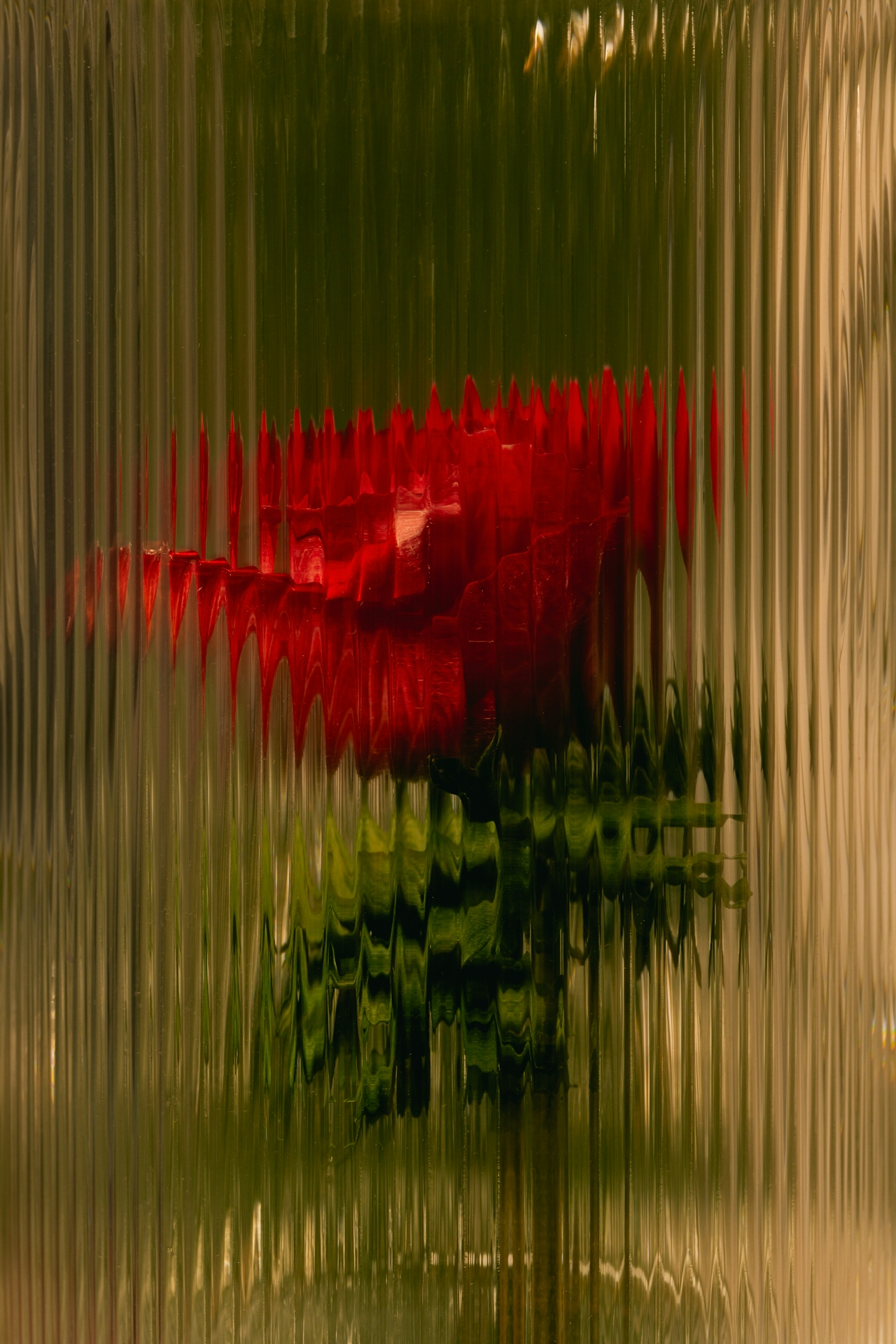 Red rose refracted through ribbed glass