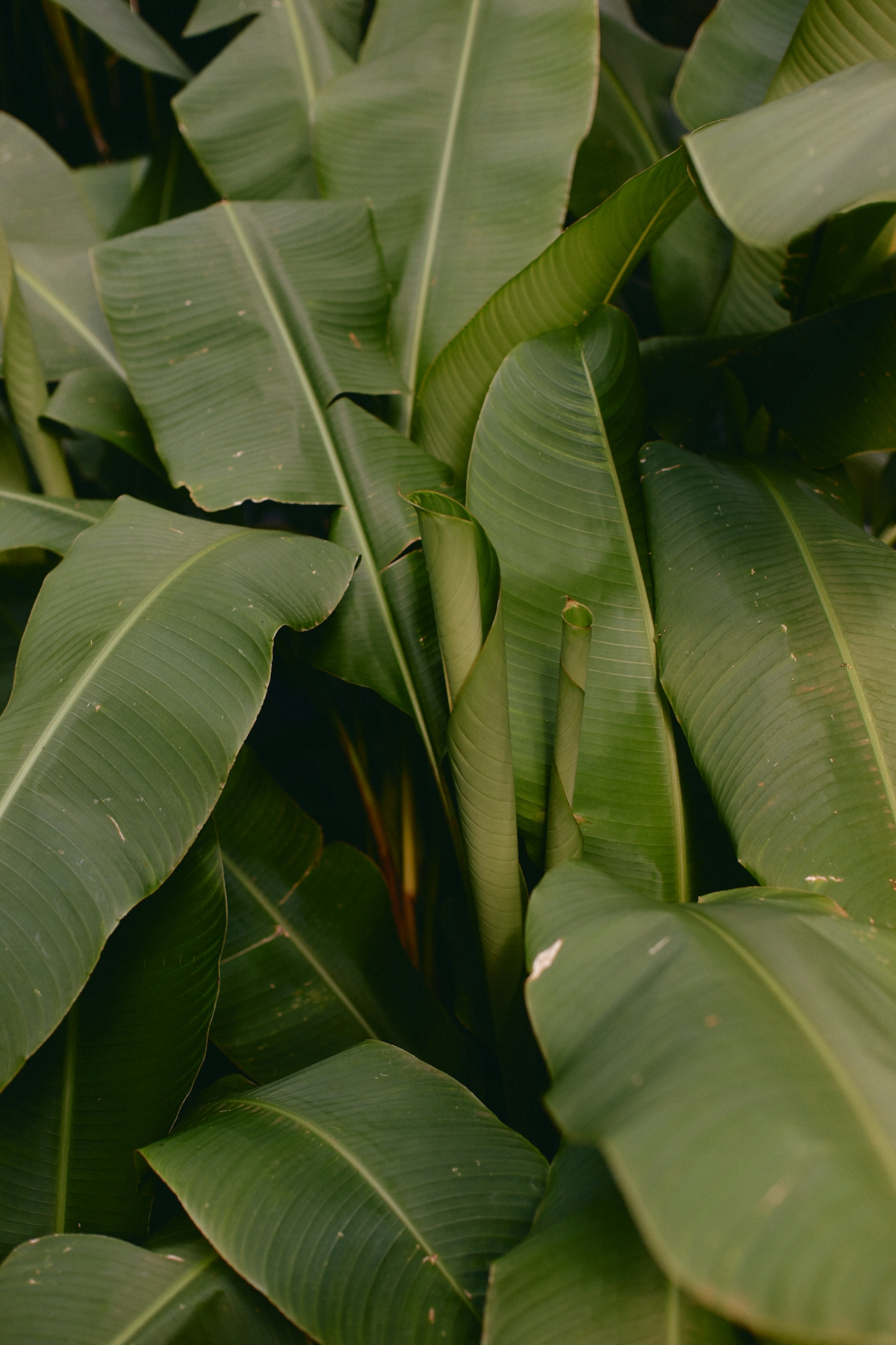 Lush banana leaves close-up