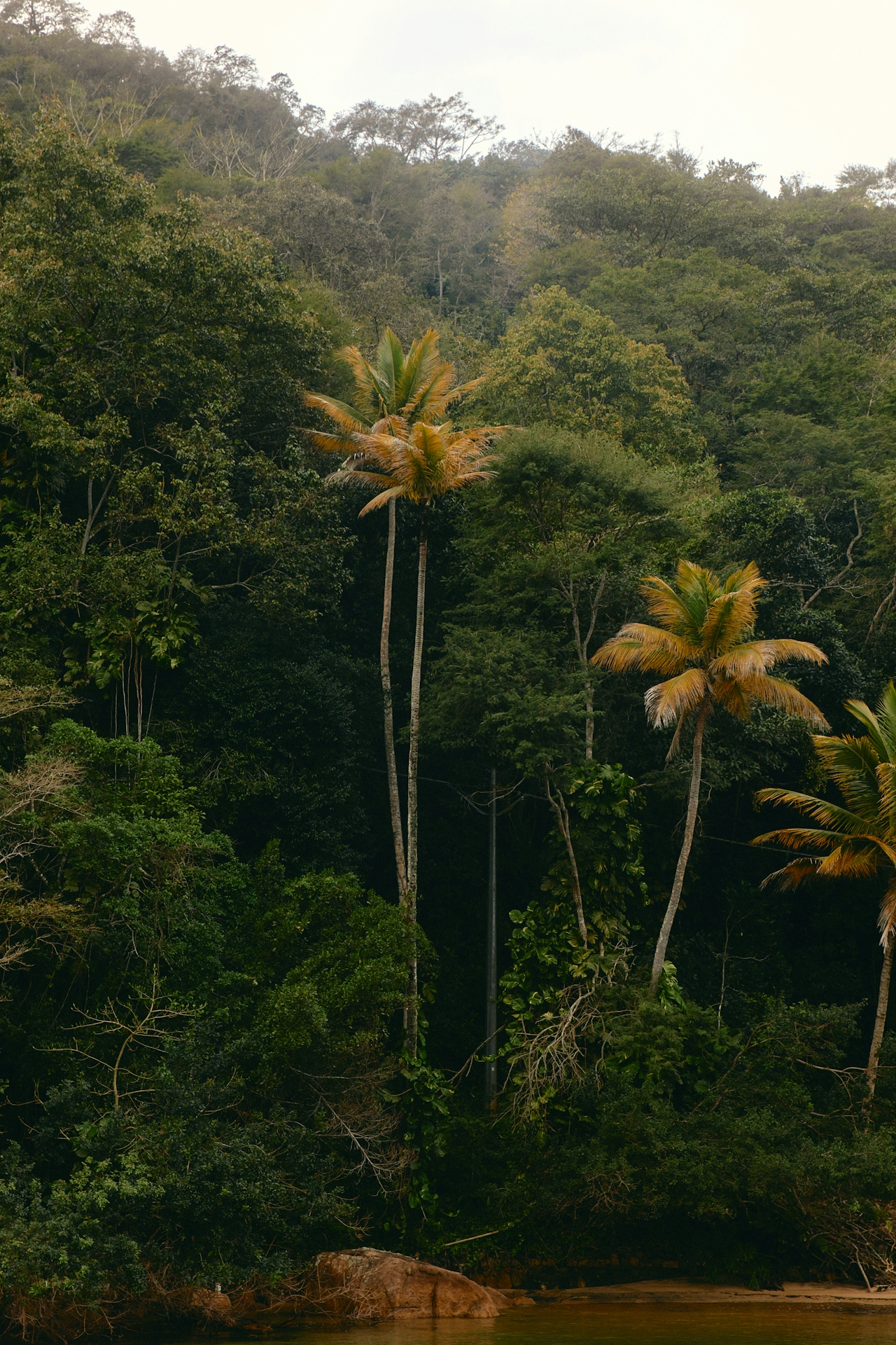 Tropical forest with palm trees by water
