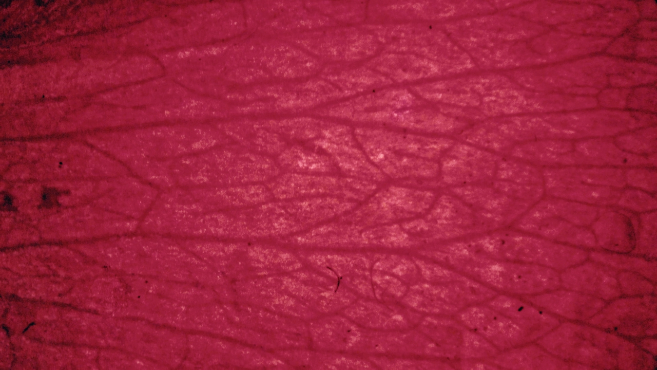 Deep crimson organic texture