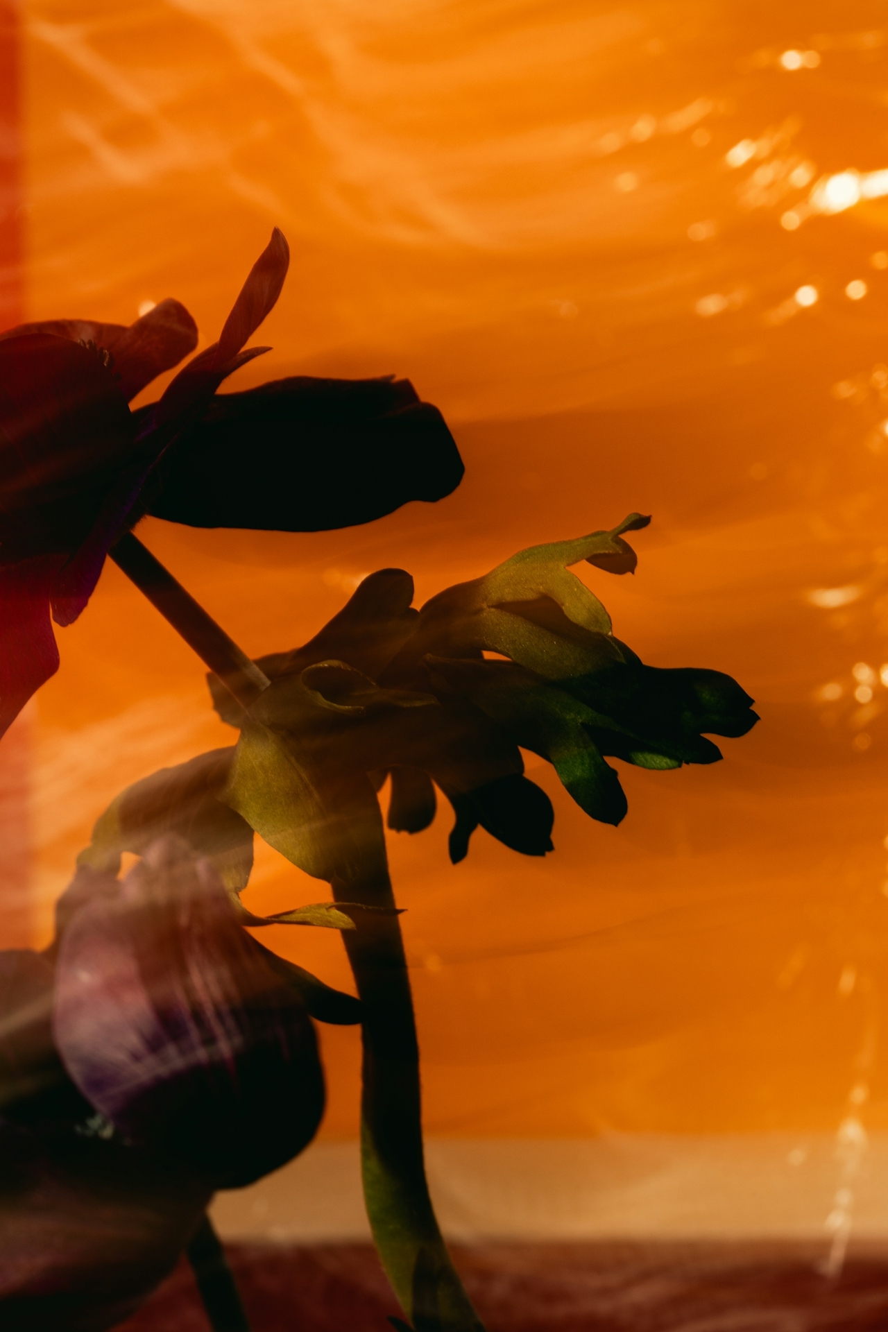 Silhouetted flower against warm amber light