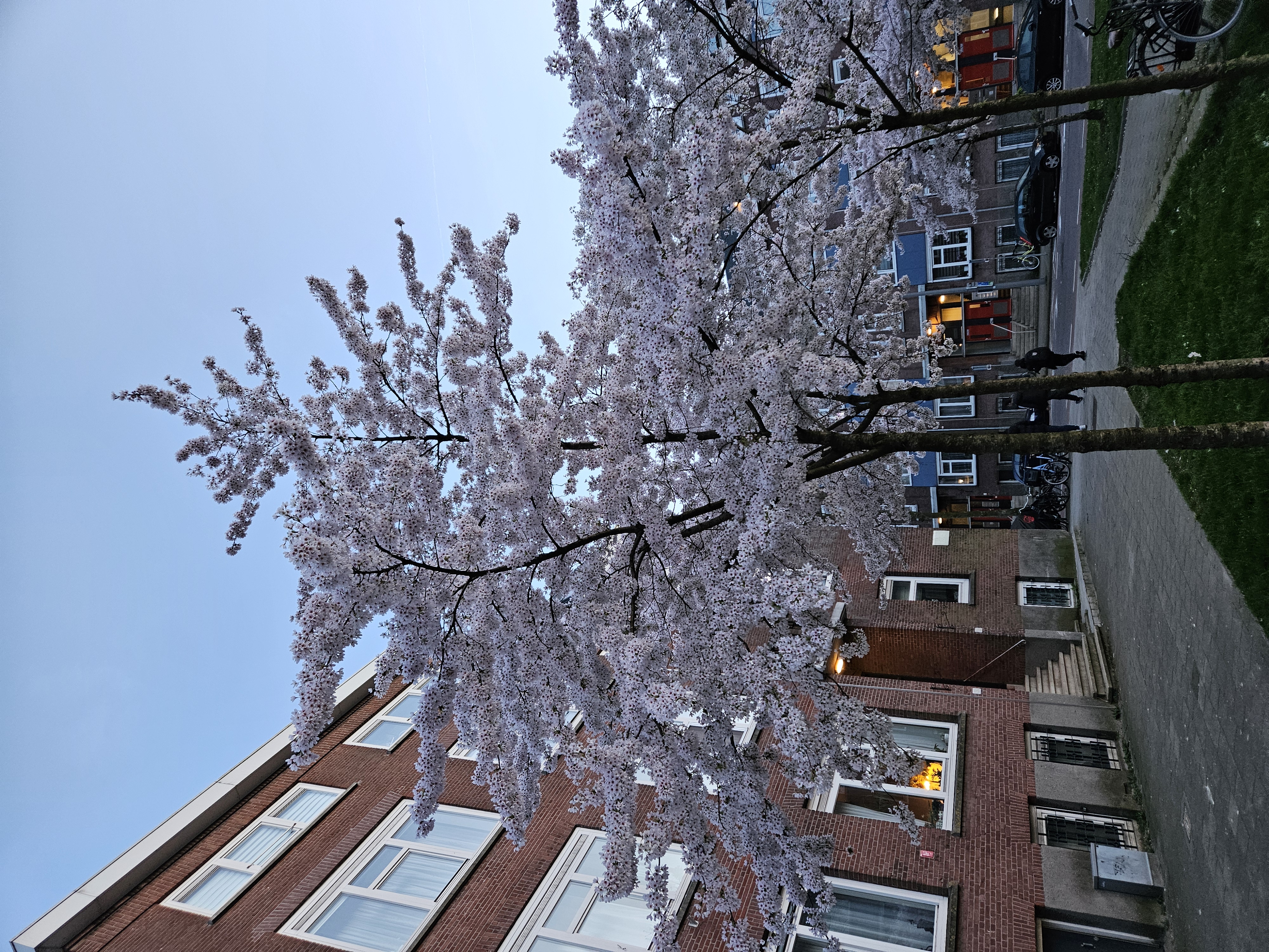 Residential area in Rotterdam with cherry blossom tree in bloom