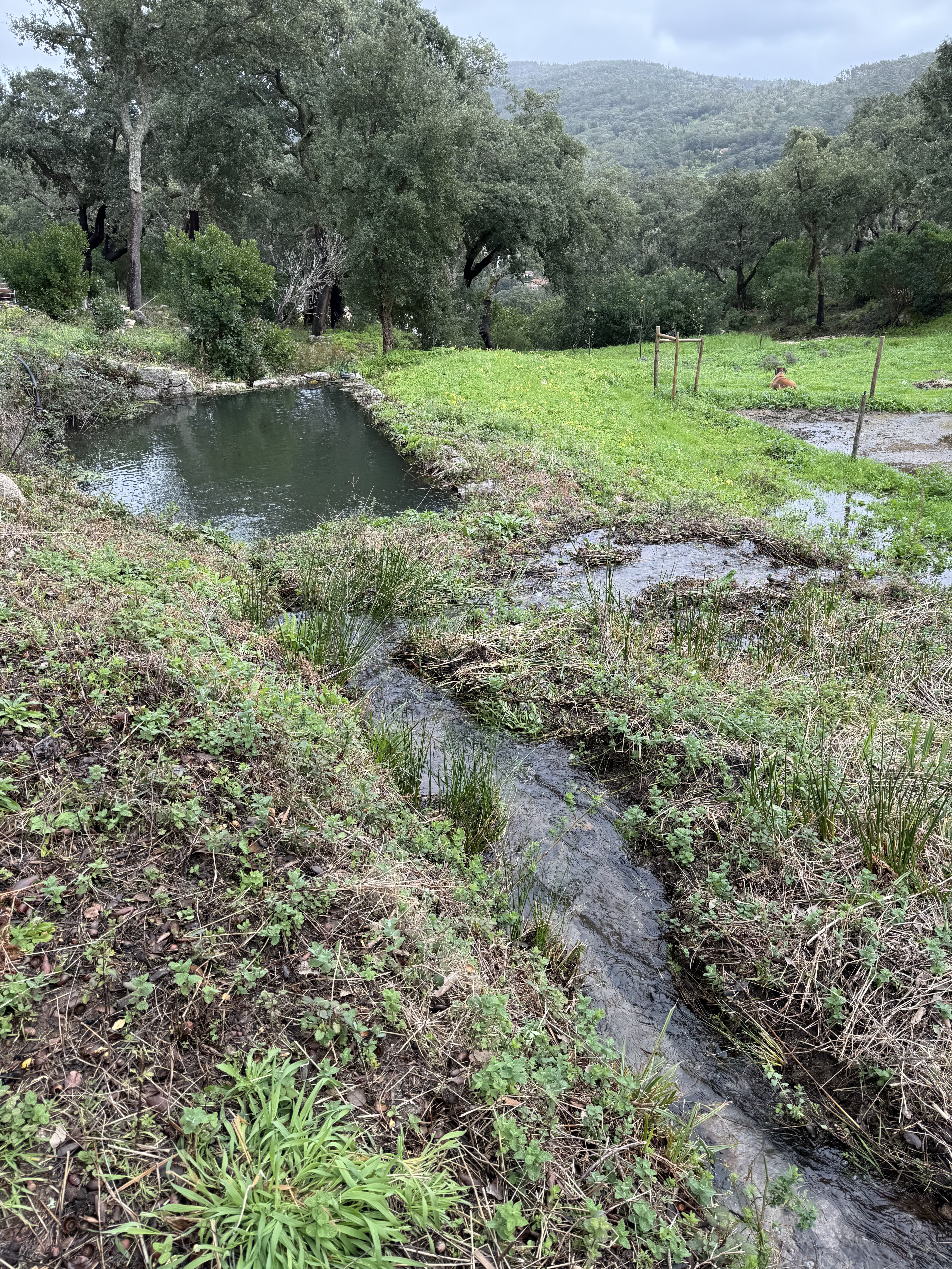Excessive water flow after the 2026 storms, Raízes da Montanha
