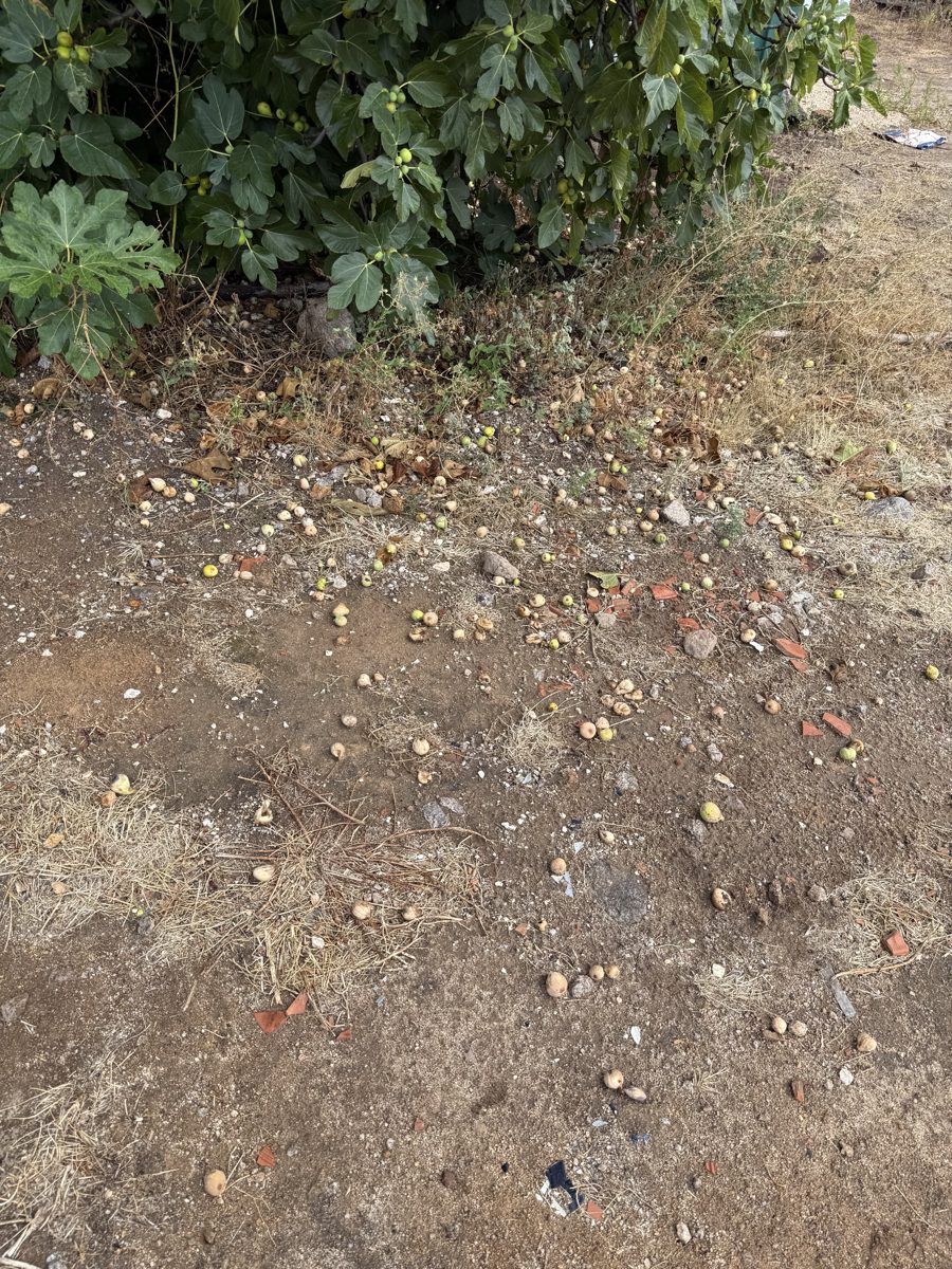 Ripe figs fallen and accumulating beneath a fig tree at Raízes da Montanha